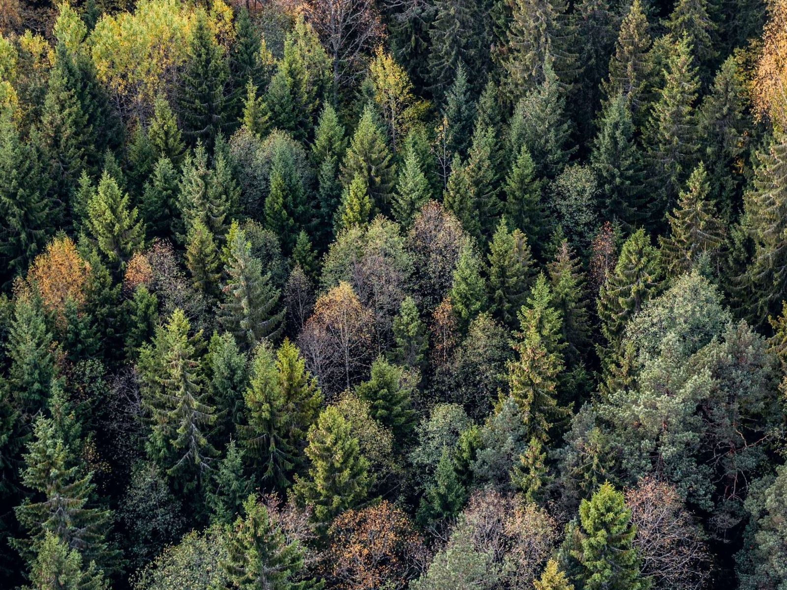 Fellin Forest – metsakinnistute ostu koduleht